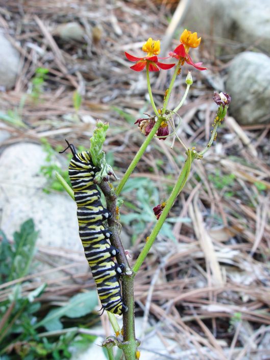1-7-2010 monarch MEMBG 007
