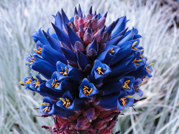 4-22-2011 Puya venusta, MEMBG Desert Sec
