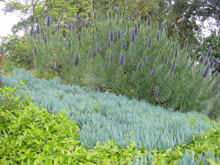4-4-2003 Fri, Echium, Senecio and Trachelospermum asiaticum MEMBG Le Conte Bank near hospital sign