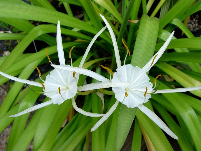 6-3-2010 Hymenocallis traubii LILIACEAE MEMBG LH (4)