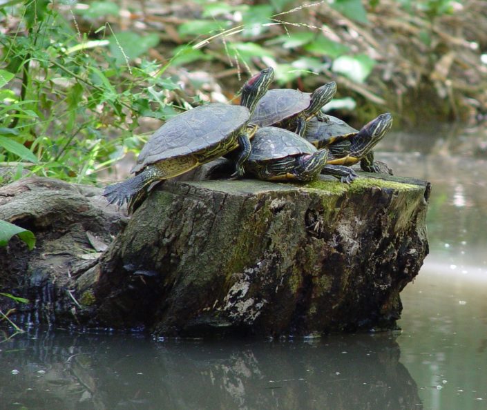 7-14-2010 Turtles on stump MEMBG South Bridge (1) cropped