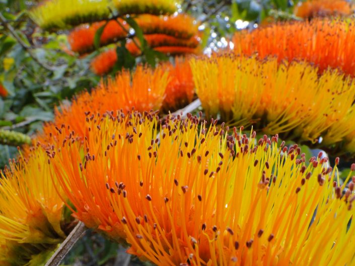 9-5-2010 Combretum fruticosum MEMBG Service gate