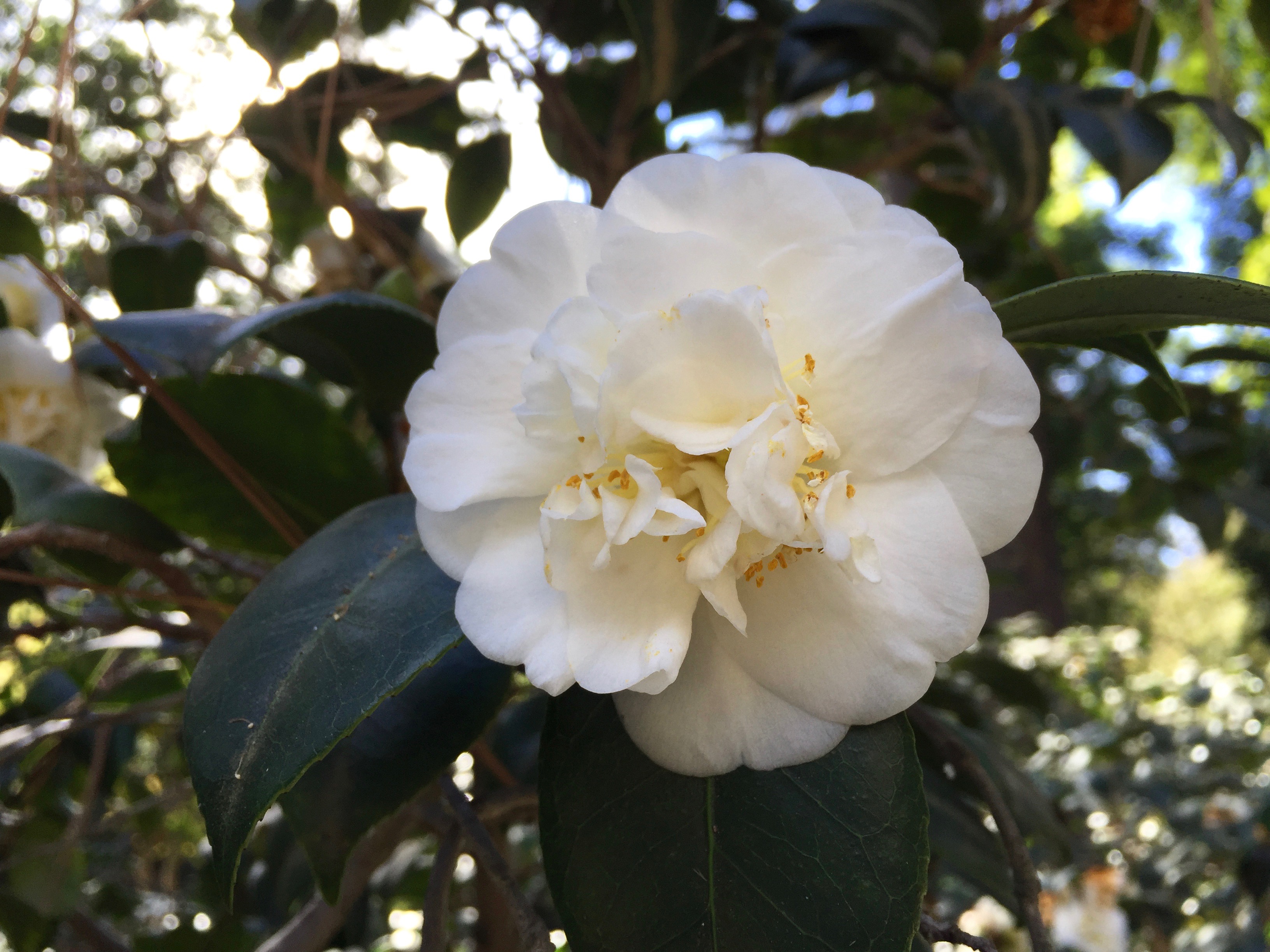 Camellia_japonica