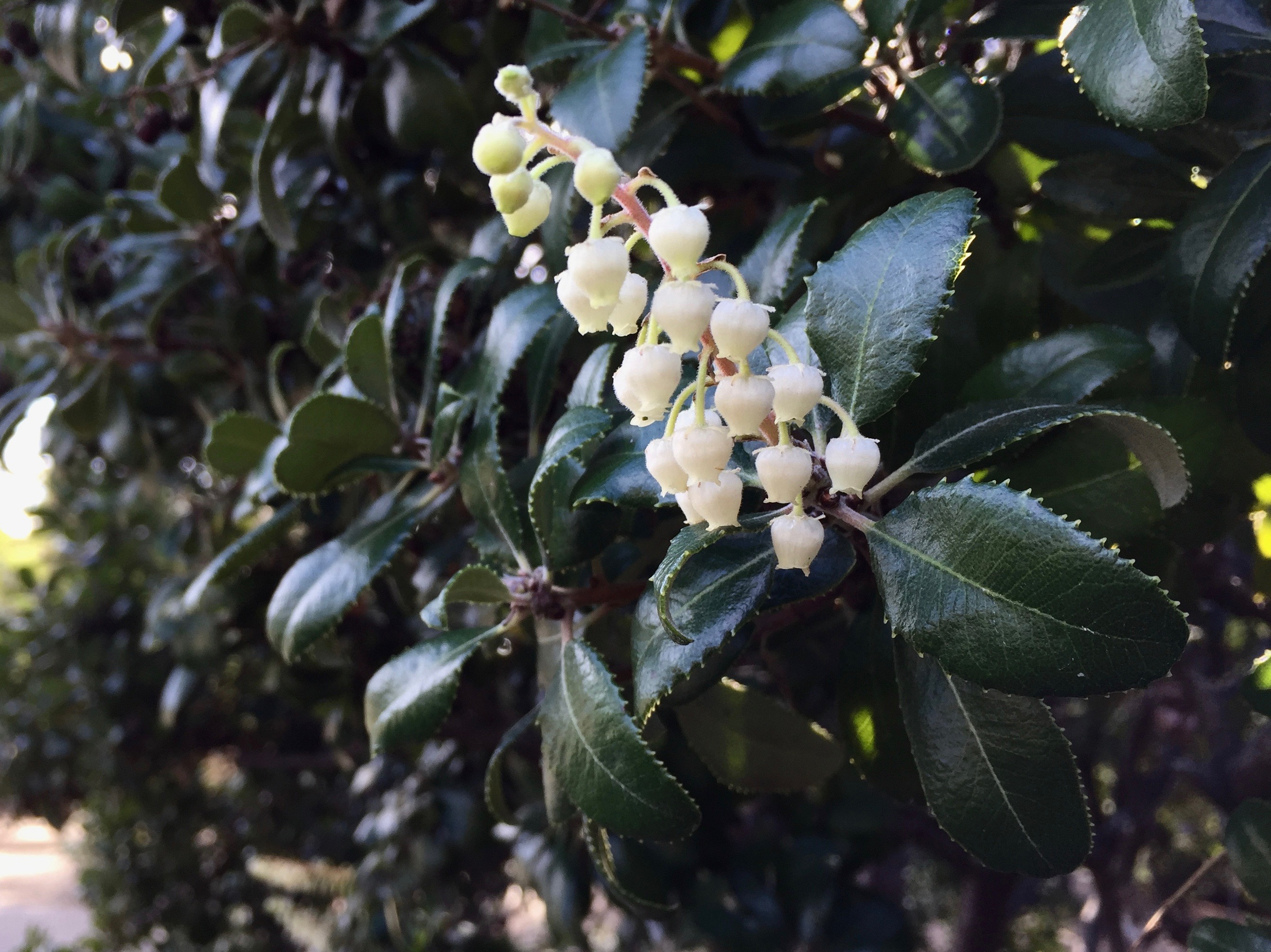 Comarostaphylis_diversifolia