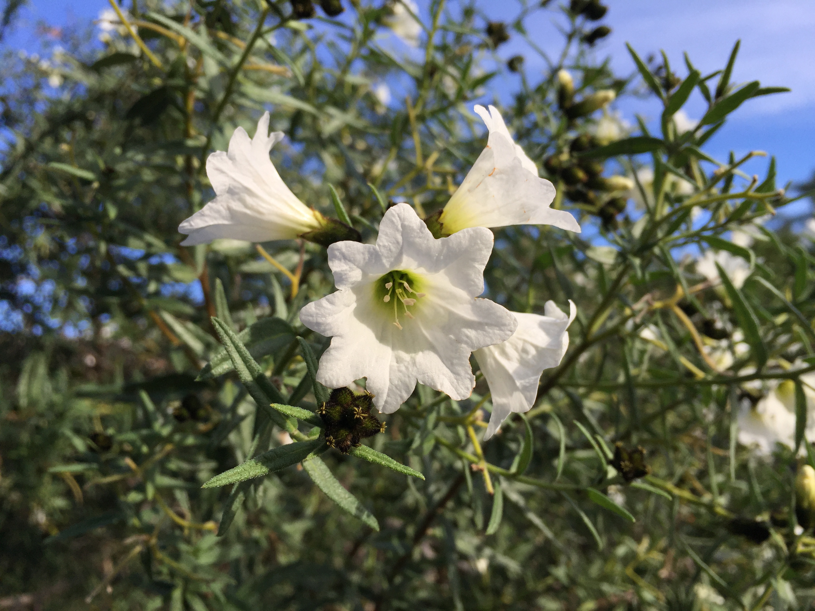 Cordia_decandra