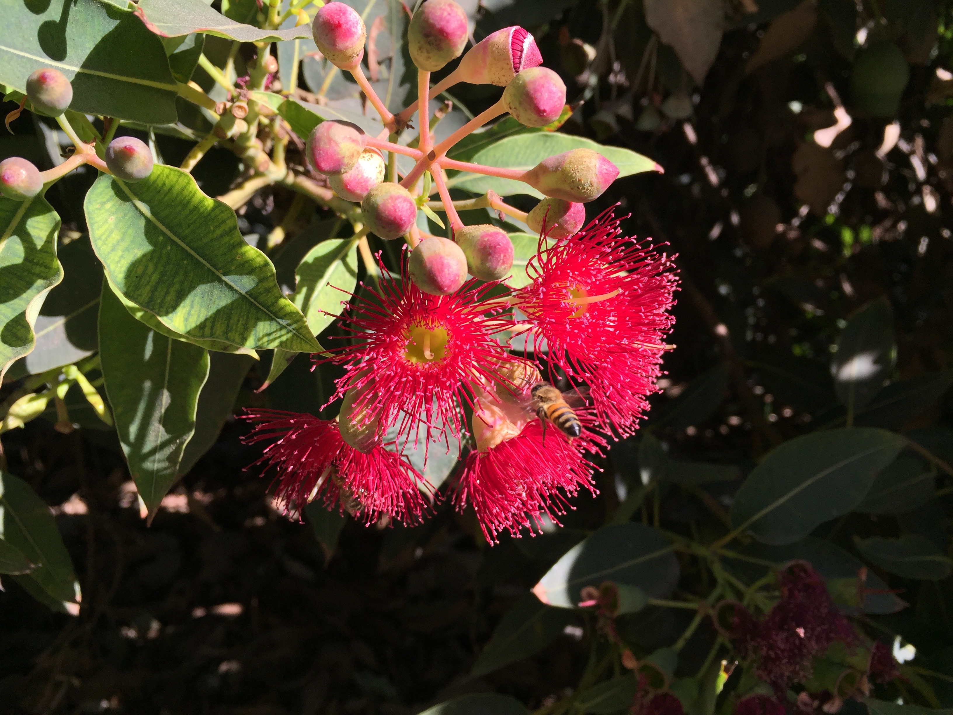 Corymbia_ficifolia