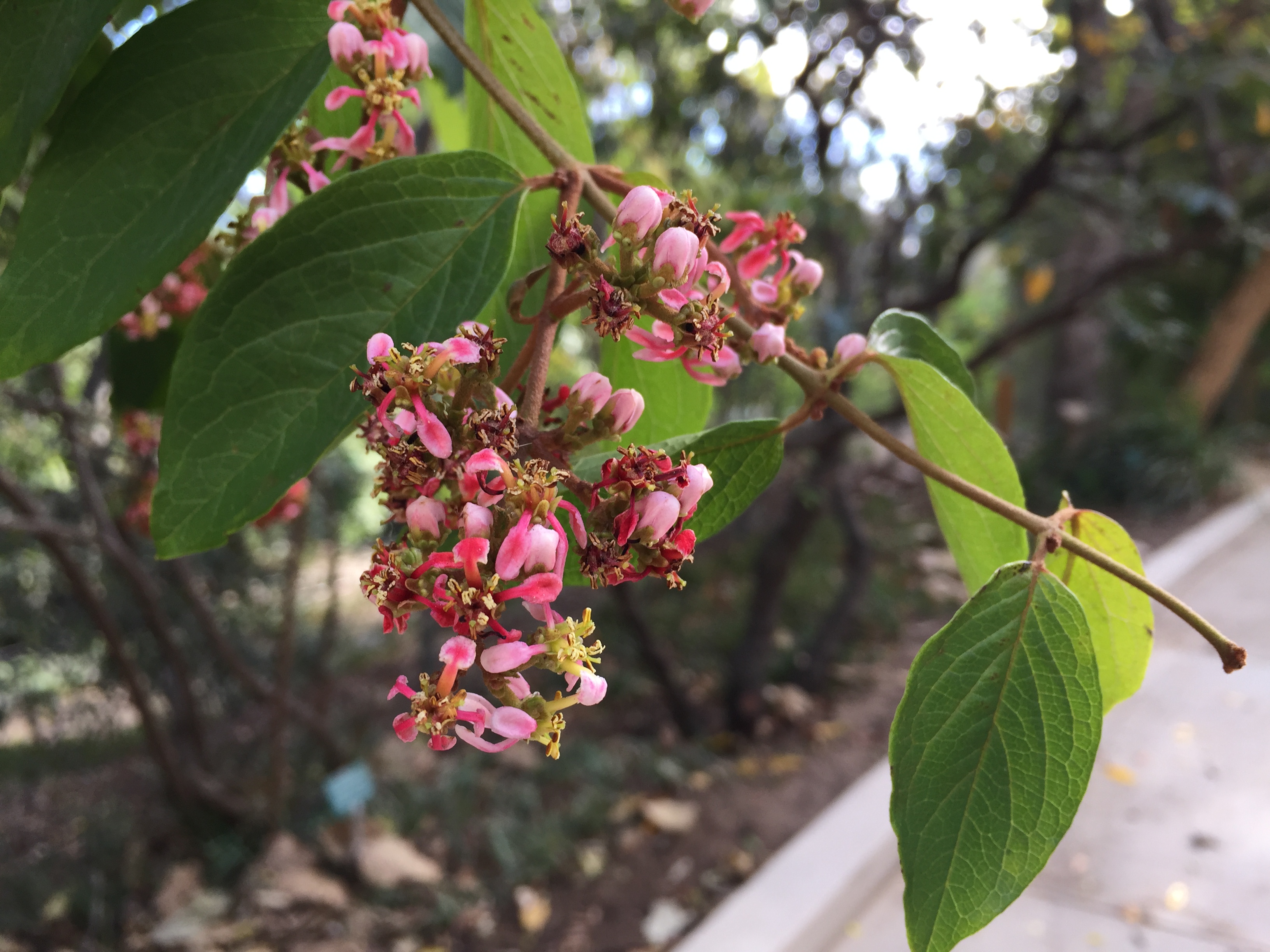 Heteropterys_purpurea