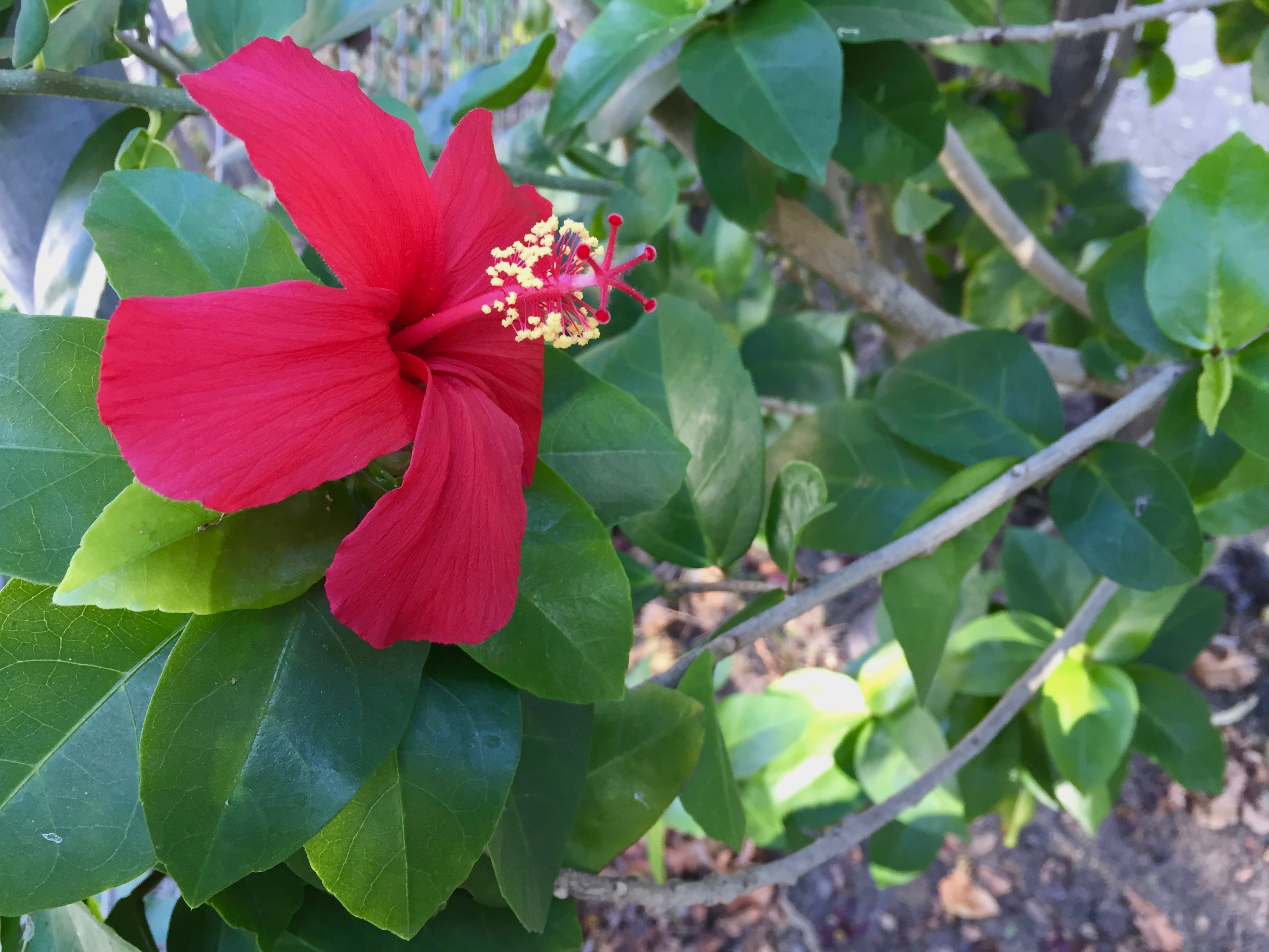 Hibiscus_clayi