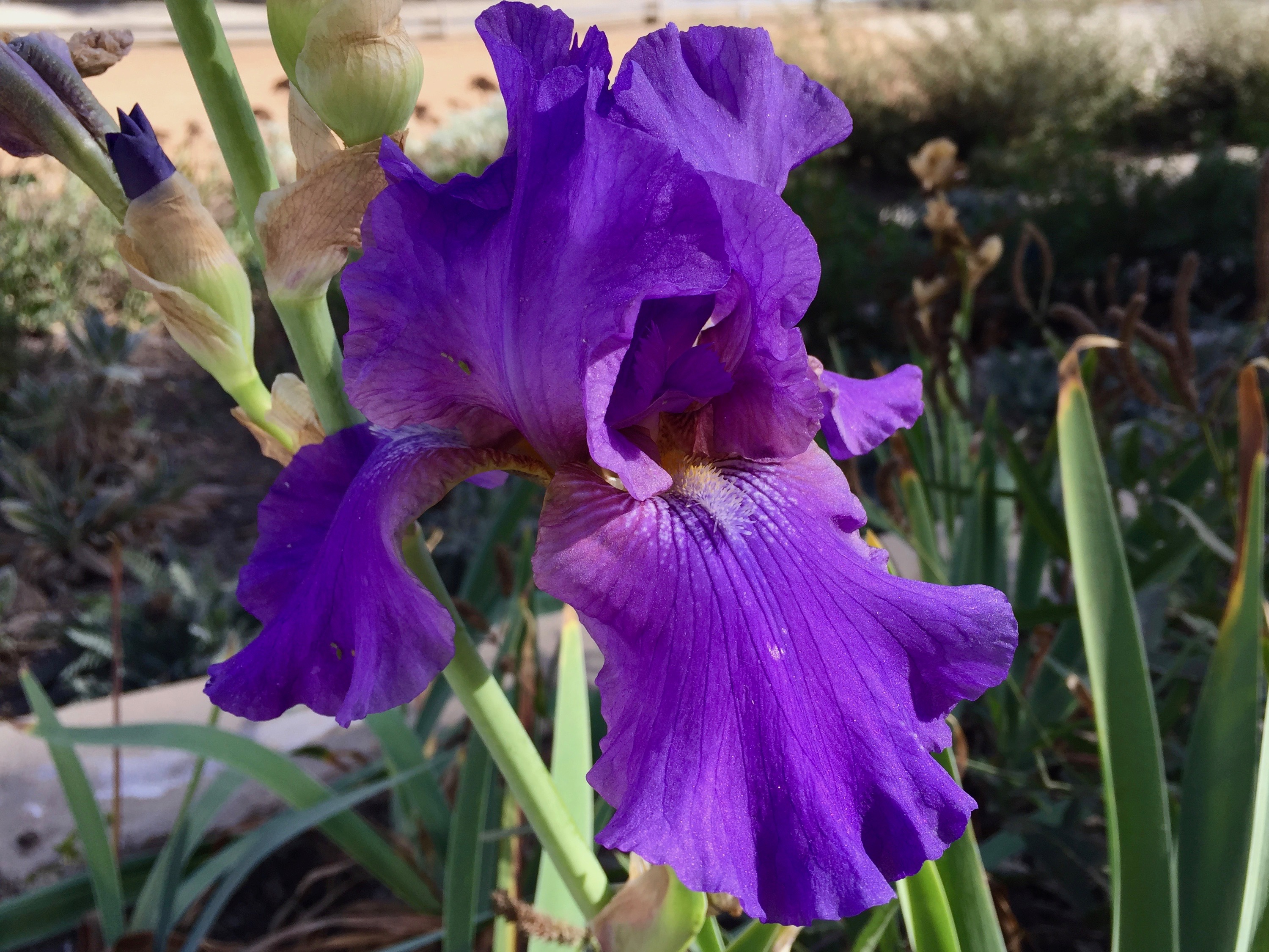 Iris_germanica