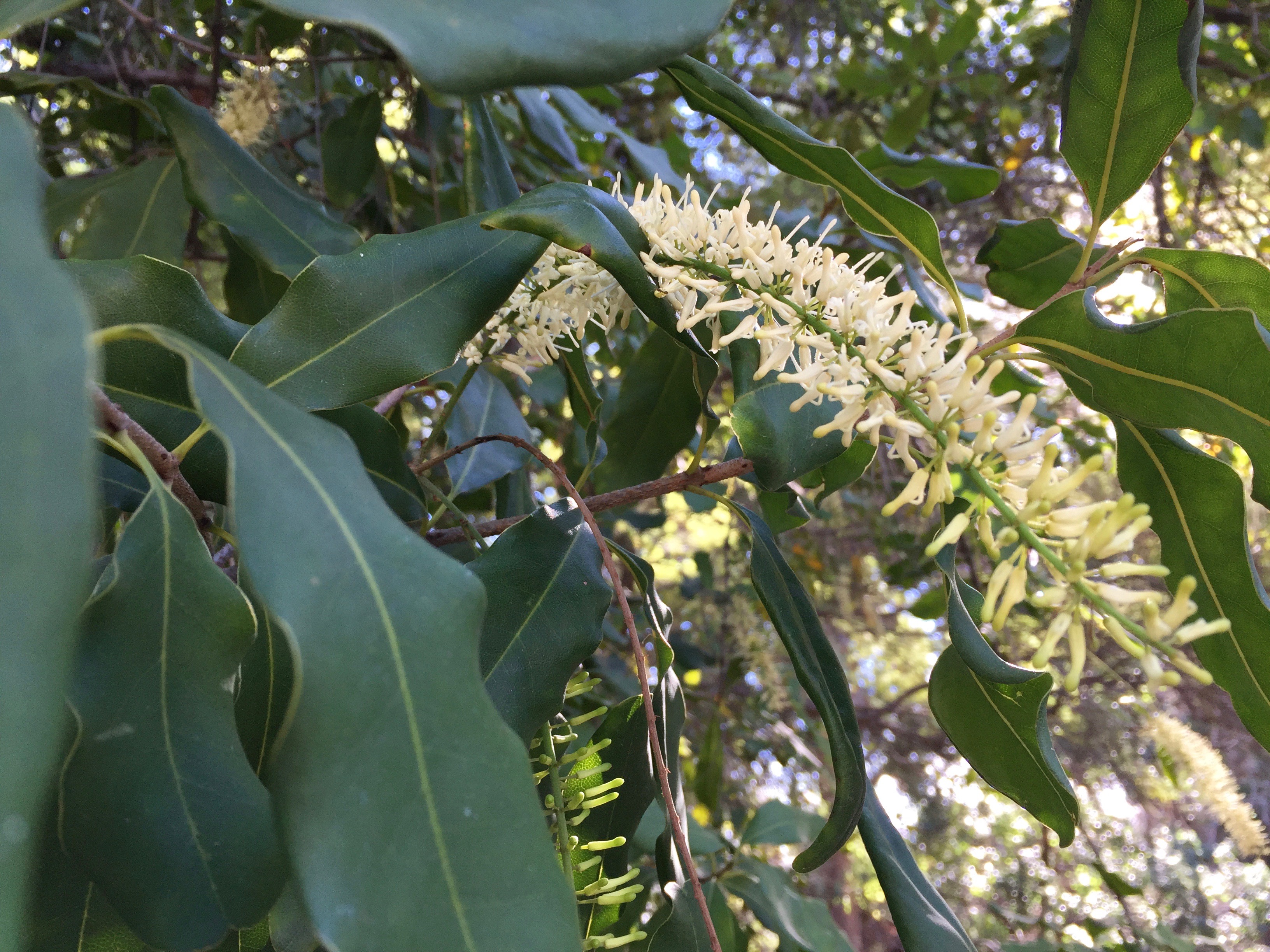 Macadamia_integrifolia