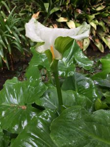 Araceae_Zantedeschia_aethiopica Araceae_Zantedeschia_aethiopica