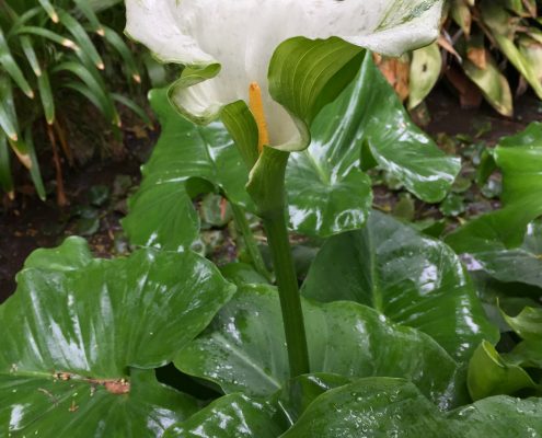Araceae_Zantedeschia_aethiopica Araceae_Zantedeschia_aethiopica