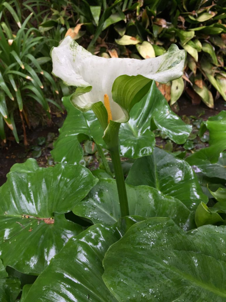 Araceae_Zantedeschia_aethiopica Araceae_Zantedeschia_aethiopica