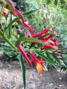 Campanulaceae_Lobelia_laxiflora Campanulaceae_Lobelia_laxiflora