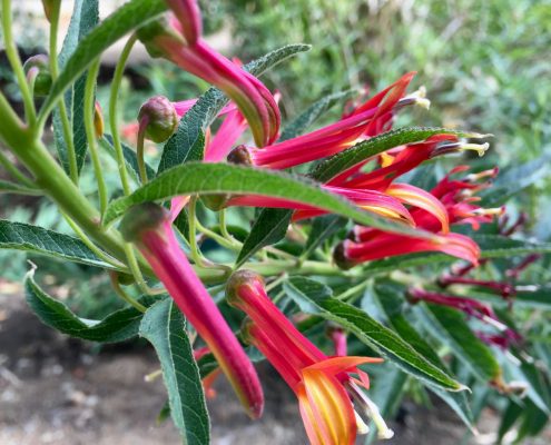 Campanulaceae_Lobelia_laxiflora Campanulaceae_Lobelia_laxiflora