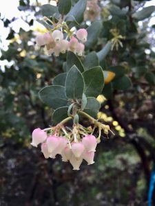 Ericaceae_Arctostaphylos_'Lester Rowntree' Ericaceae_Arctostaphylos_'Lester Rowntree'