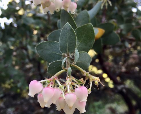Ericaceae_Arctostaphylos_'Lester Rowntree' Ericaceae_Arctostaphylos_'Lester Rowntree'
