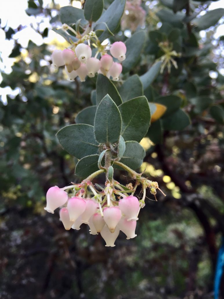 Ericaceae_Arctostaphylos_'Lester Rowntree' Ericaceae_Arctostaphylos_'Lester Rowntree'