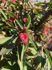 Euphorbiaceae_Euphorbia_milii Euphorbiaceae_Euphorbia_milii