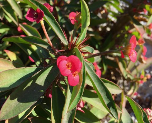 Euphorbiaceae_Euphorbia_milii Euphorbiaceae_Euphorbia_milii