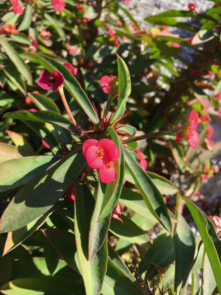 Euphorbiaceae_Euphorbia_milii Euphorbiaceae_Euphorbia_milii