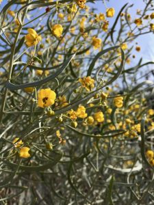 Fabaceae_Cassia_phyllodinea Fabaceae_Cassia_phyllodinea