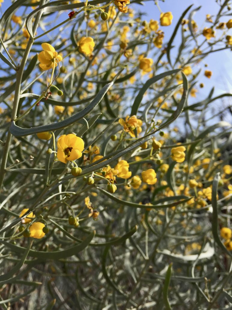Fabaceae_Cassia_phyllodinea Fabaceae_Cassia_phyllodinea
