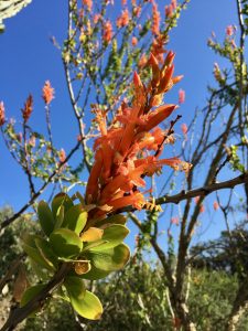 Fouqieriaceae_Fouquieria_formosa Fouqieriaceae_Fouquieria_formosa
