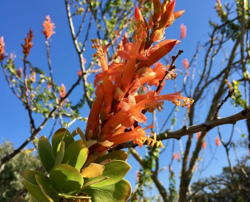 Fouqieriaceae_Fouquieria_formosa Fouqieriaceae_Fouquieria_formosa