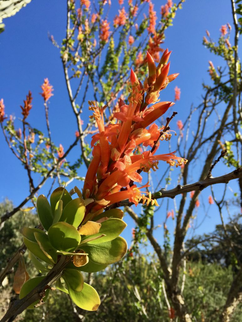 Fouqieriaceae_Fouquieria_formosa Fouqieriaceae_Fouquieria_formosa
