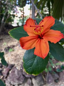 Malvaceae Hibiscus Kokio saintjohnianus Malvaceae Hibiscus Kokio saintjohnianus