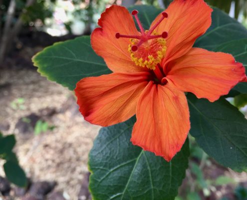 Malvaceae Hibiscus Kokio saintjohnianus Malvaceae Hibiscus Kokio saintjohnianus