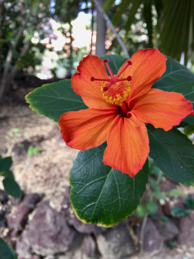 Malvaceae Hibiscus Kokio saintjohnianus Malvaceae Hibiscus Kokio saintjohnianus
