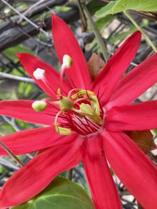 Passifloraceae_Passiflora_vitifolia