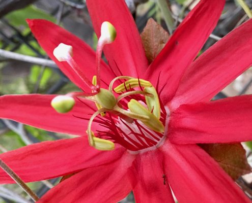 Passifloraceae_Passiflora_vitifolia
