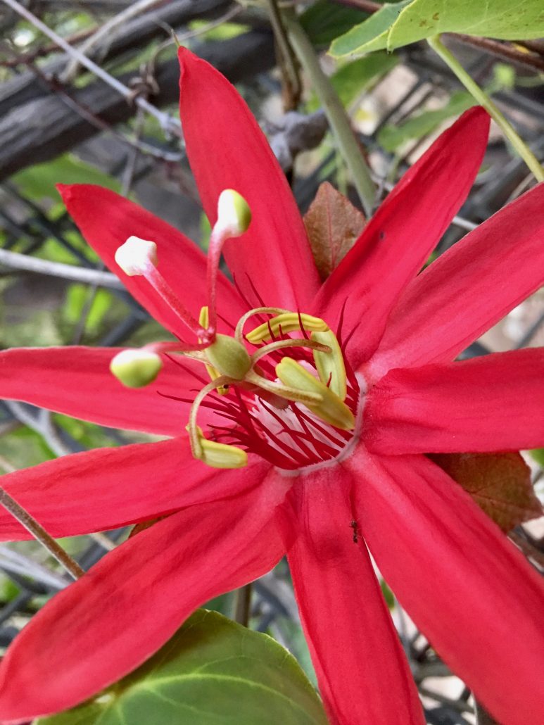 Passifloraceae_Passiflora_vitifolia