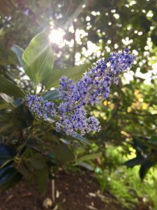 Rhamnaceae_Ceanothus_arboreus