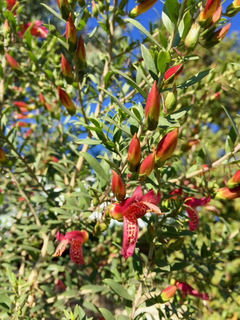 Scrophulariaceae, Eremophilia maculata,