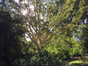 SubtropicalWoodland