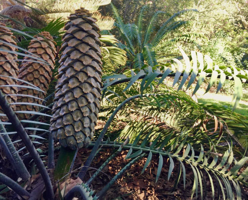 Encephalartos Encephalartos