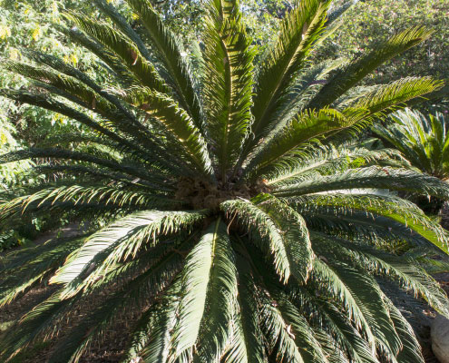 Cycad Cycad