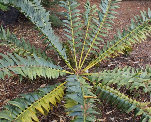 Cycad Cycad