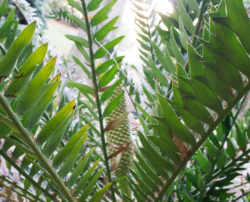 Cycad Cycad