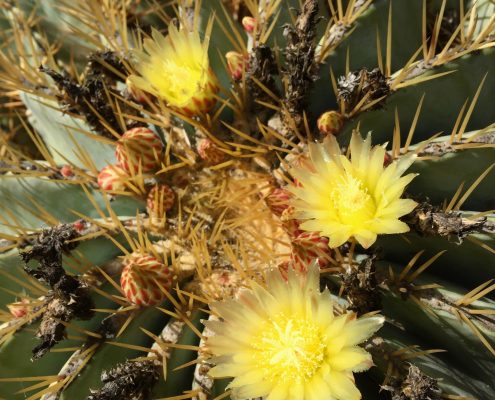 Ferocactus glaucescens - Golden barrel cactus Ferocactus glaucescens- Golden barrel cactus
