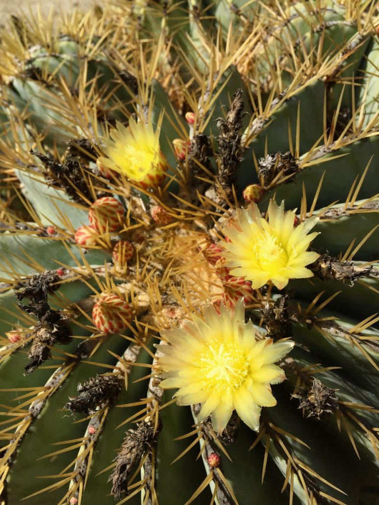 Ferocactus glaucescens - Golden barrel cactus Ferocactus glaucescens- Golden barrel cactus