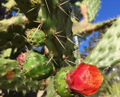 Prickly pear Prickly pear