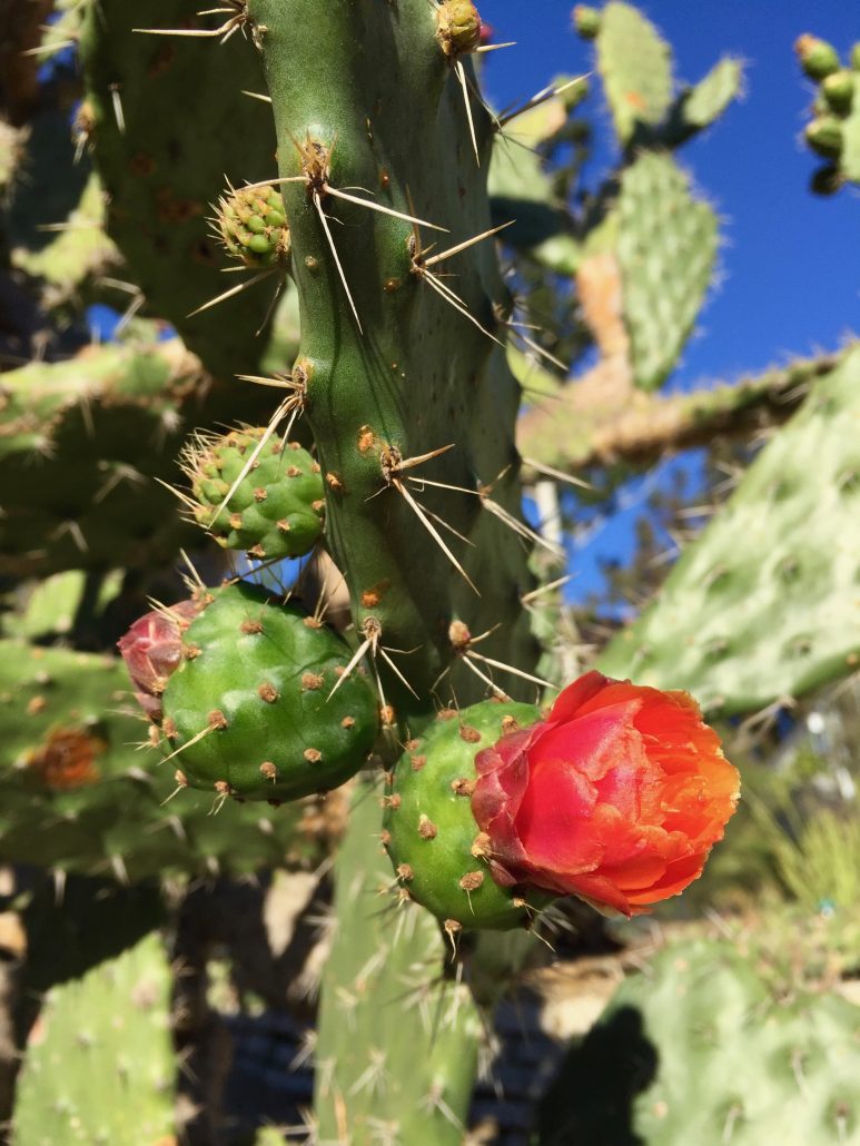 Prickly pear Prickly pear