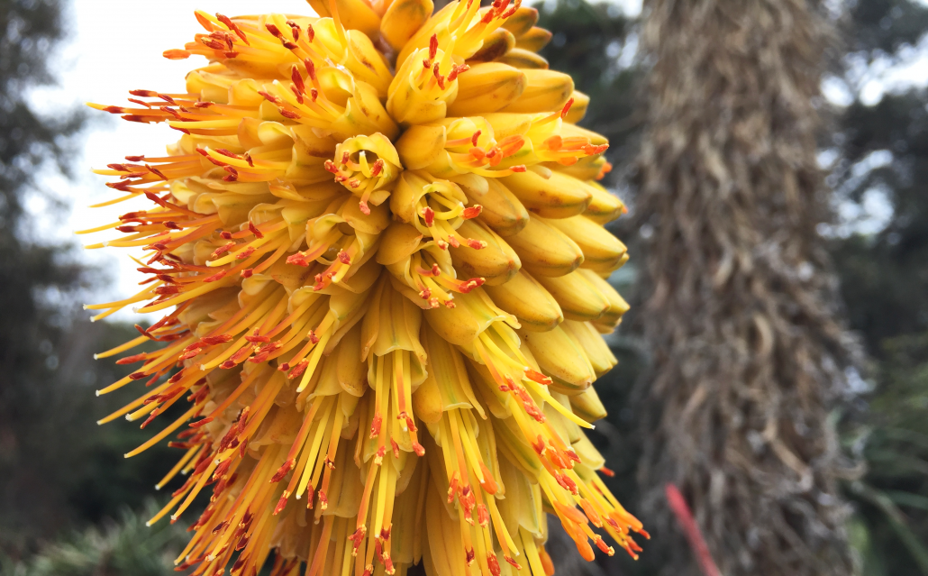 Aloe