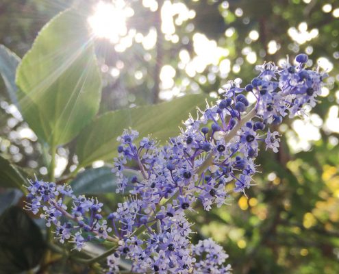 Ceanothus arboreus - Catalina ceanothus Ceanothus arboreus - Catalina ceanothus