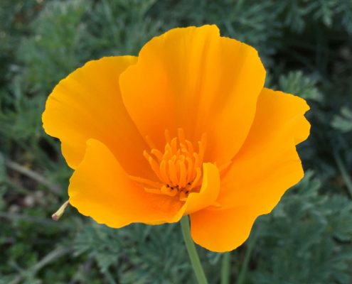 Eschscholzia californica - California poppy Eschscholzia californica - California poppy